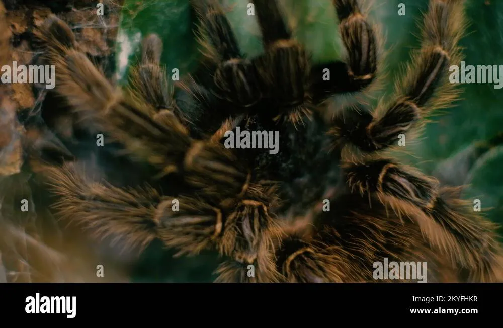 23913 tarantula spider defensive hairs