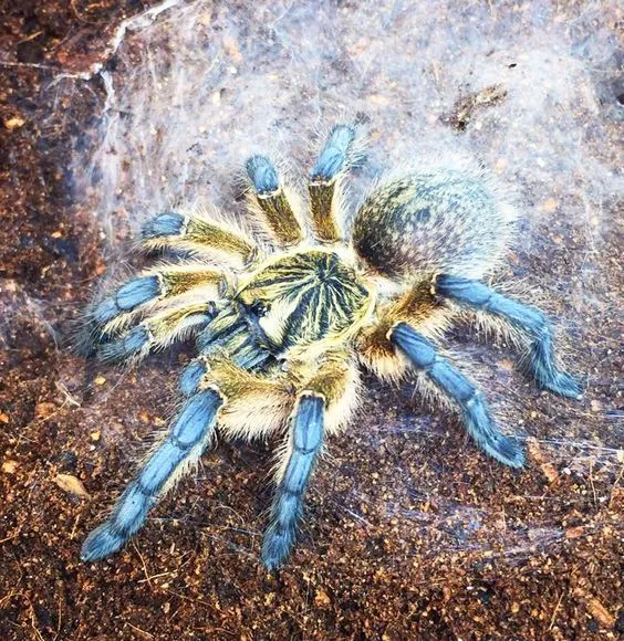 23913 tarantula spider size