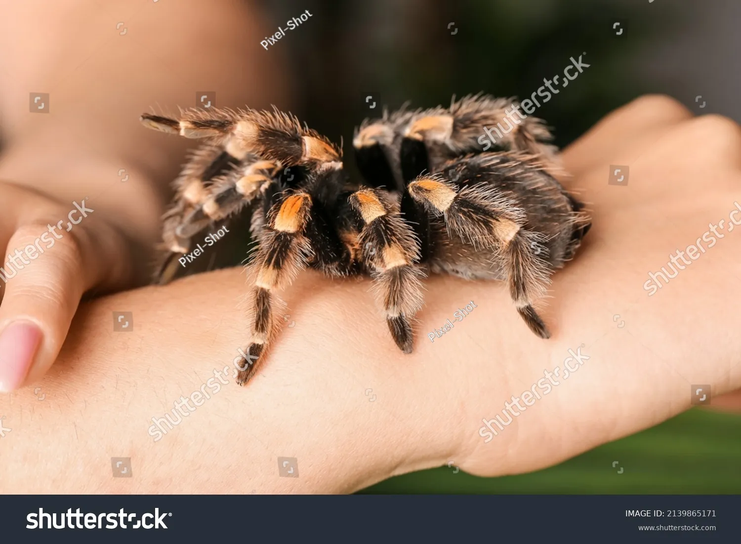 /img/23913-tarantula-spider-species.webp