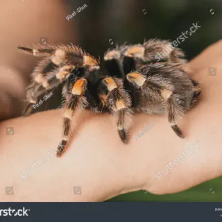 /img/23913-tarantula-spider-species.webp