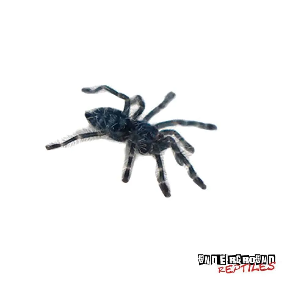 23916 antilles pinktoe tarantula enclosure