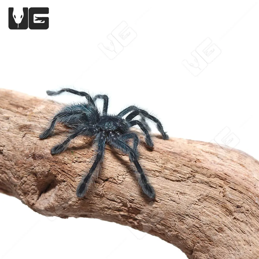 23916 antilles pinktoe tarantula feeding