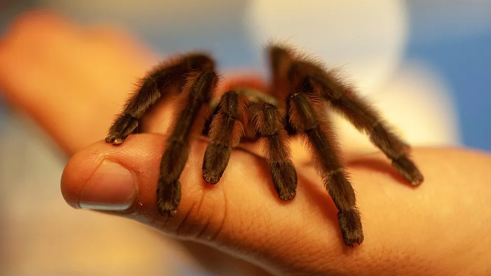 /img/23916-antilles-pinktoe-tarantula-handling.webp