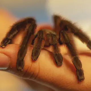 /img/23916-antilles-pinktoe-tarantula-handling.webp