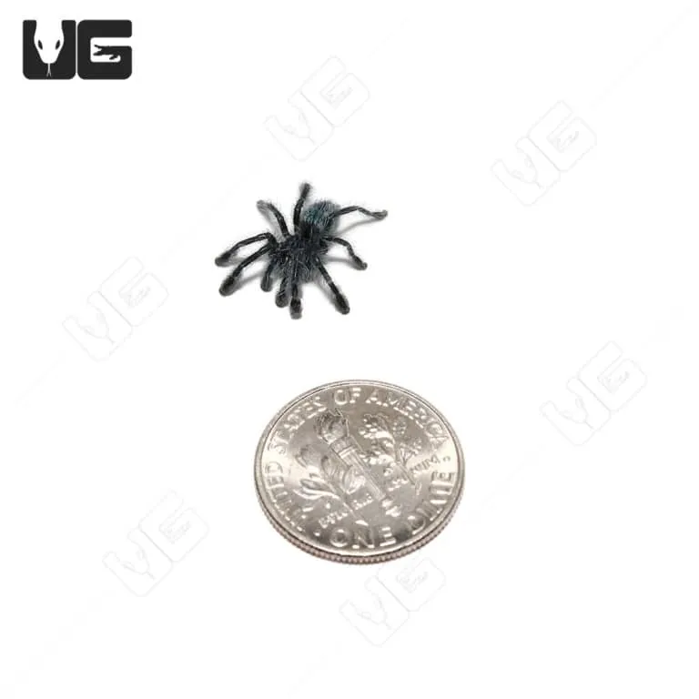 23916 antilles pinktoe tarantula health