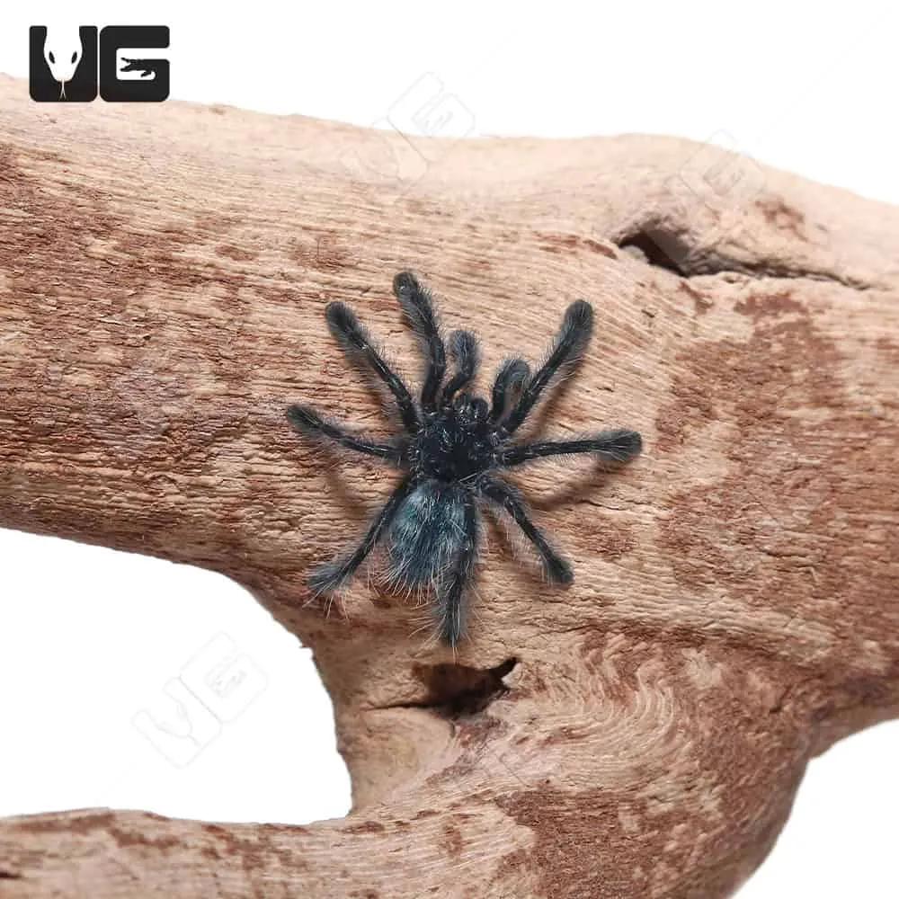23916 antilles pinktoe tarantula molting