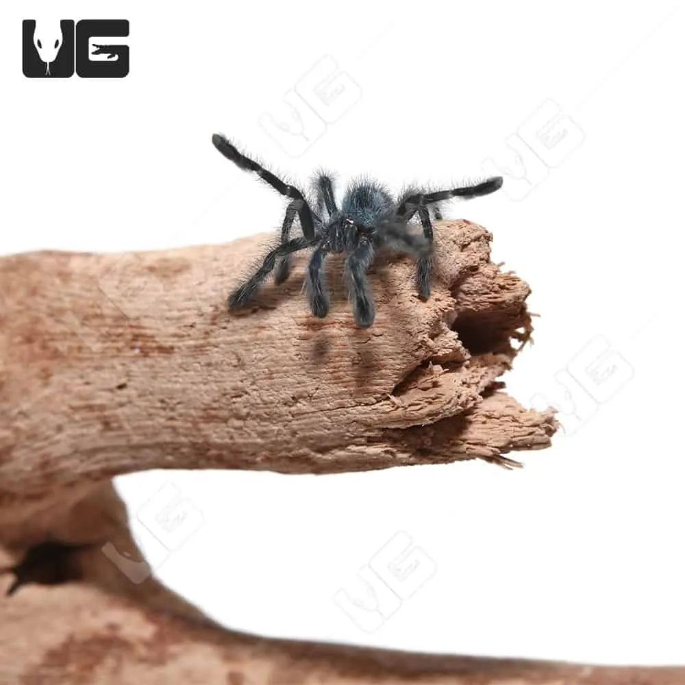 23916 antilles pinktoe tarantula substrate
