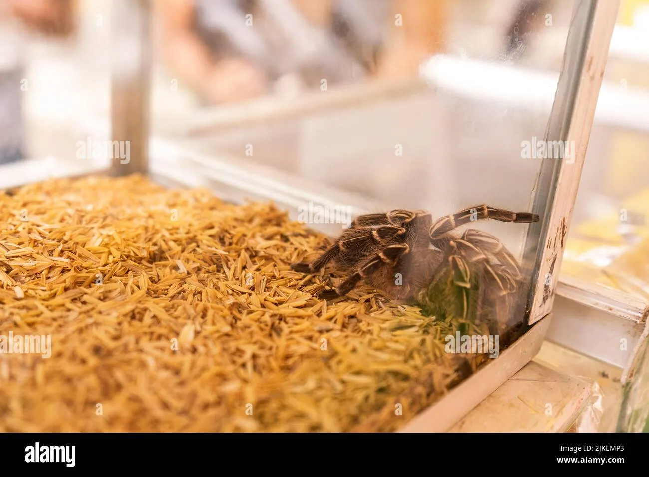 /img/23918-tarantula-health-check.webp