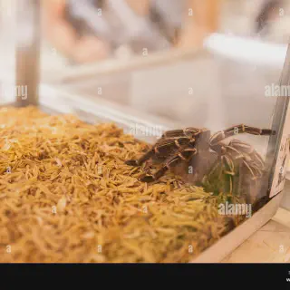 /img/23918-tarantula-health-check.webp