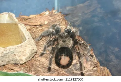 23918 tarantula tank temperature
