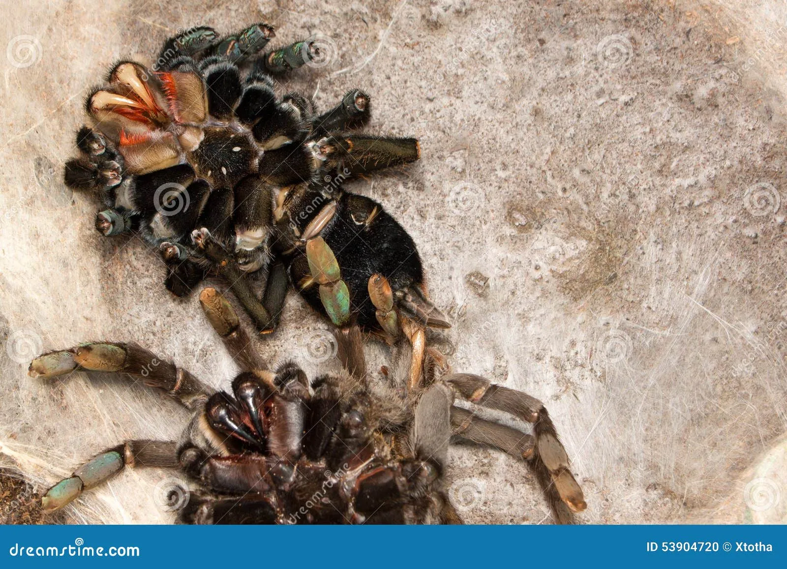 23920 hainan tarantula diet