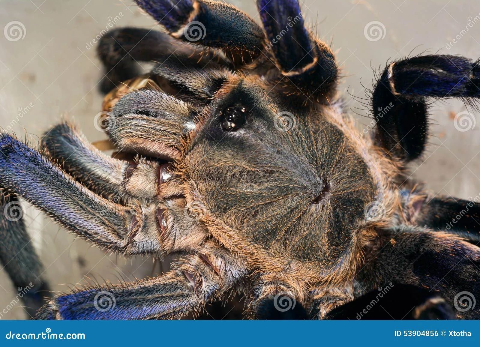 23920 hainan tarantula enclosure