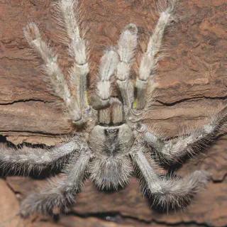/img/23920-hainan-tarantula-handling.webp