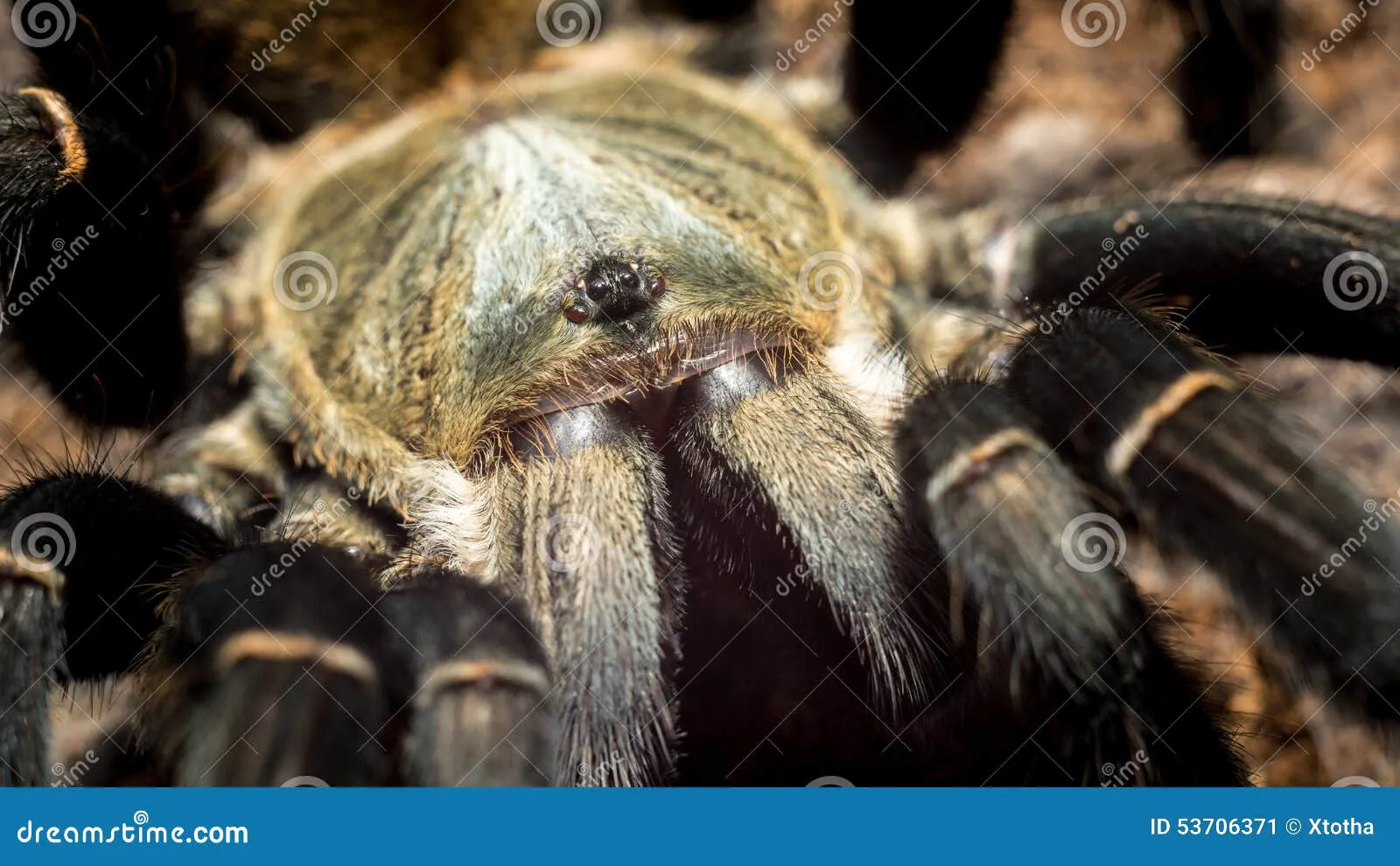 23920 hainan tarantula health