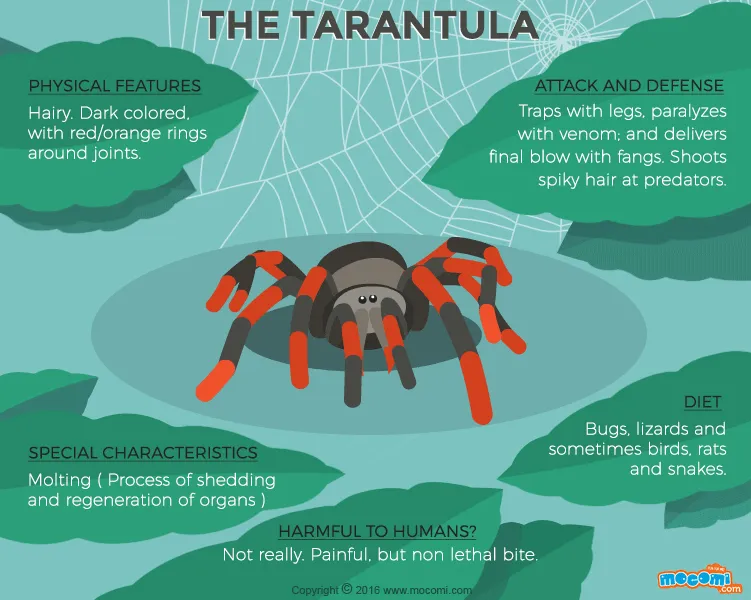 23922 tarantula feeding