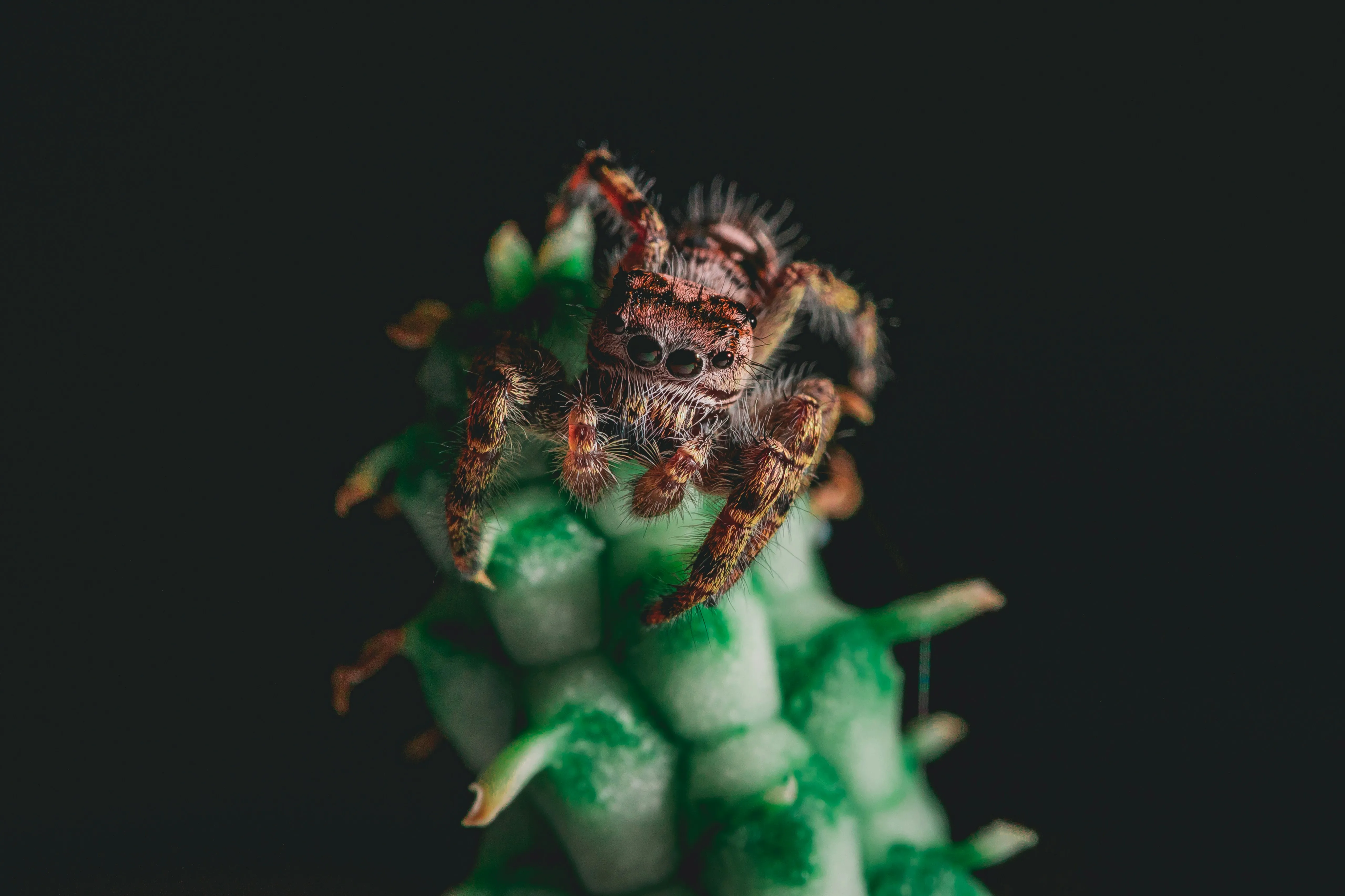 /img/23922-tarantula-handling.webp