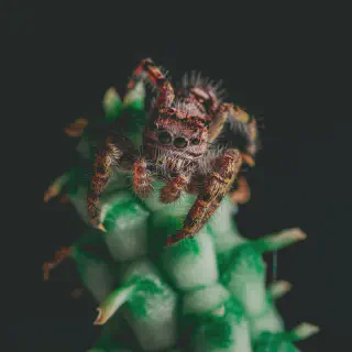 /img/23922-tarantula-handling.webp