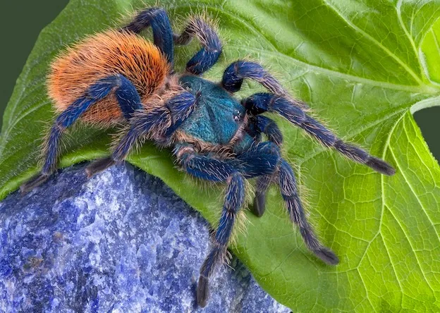 23922 tarantula health issues