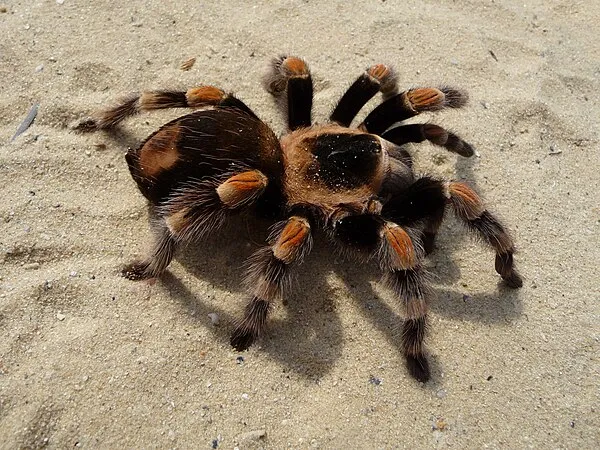 23922 tarantula species example