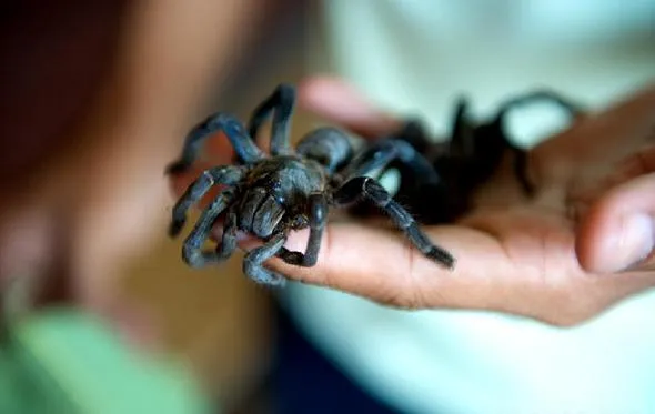 23923 fried tarantula dish