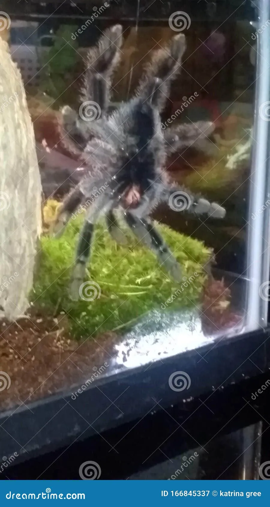23927 pet tarantula