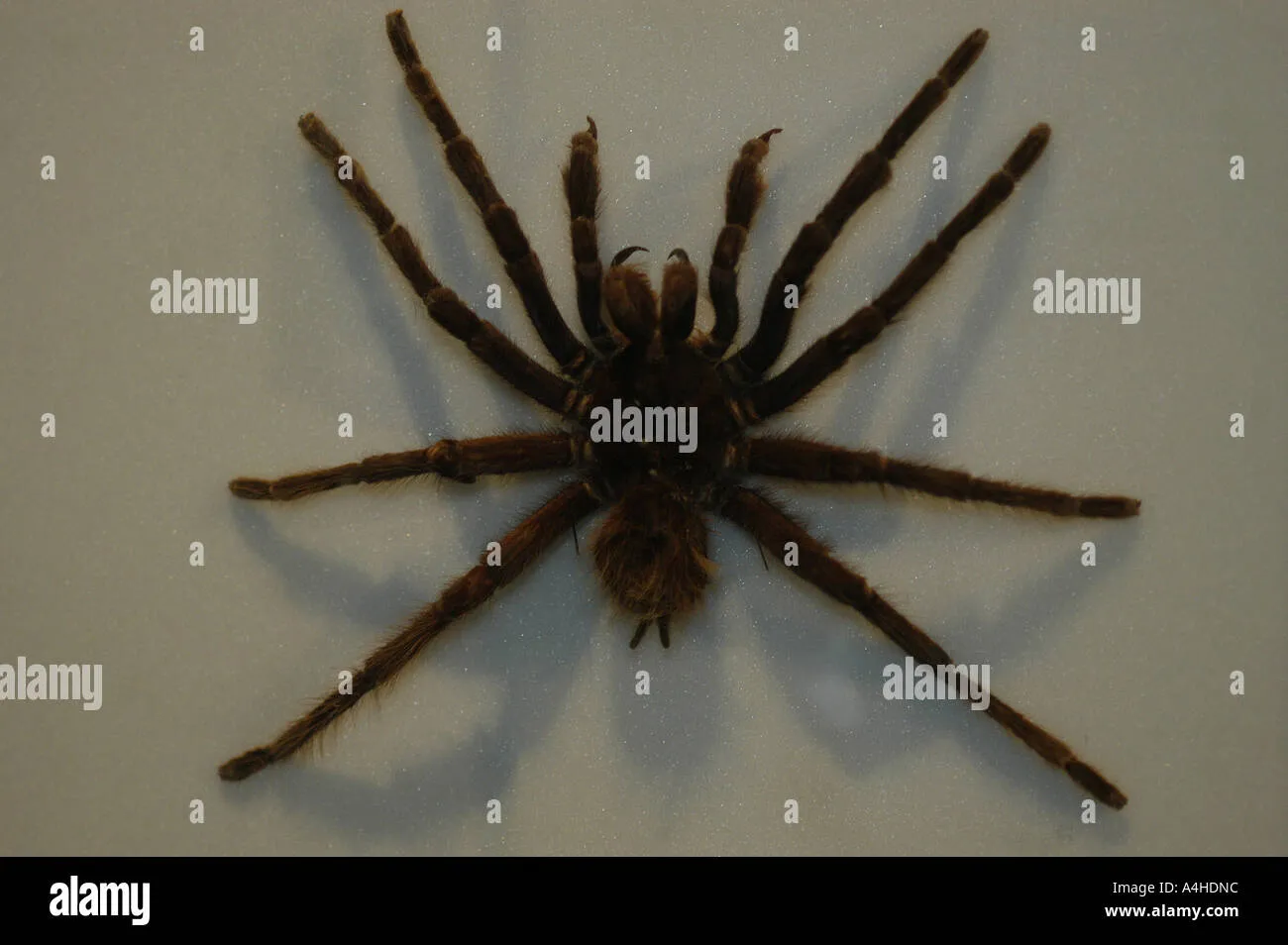 /img/23927-tarantula-conservation.webp