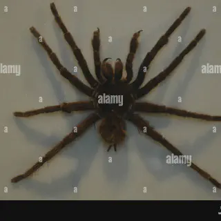 /img/23927-tarantula-conservation.webp