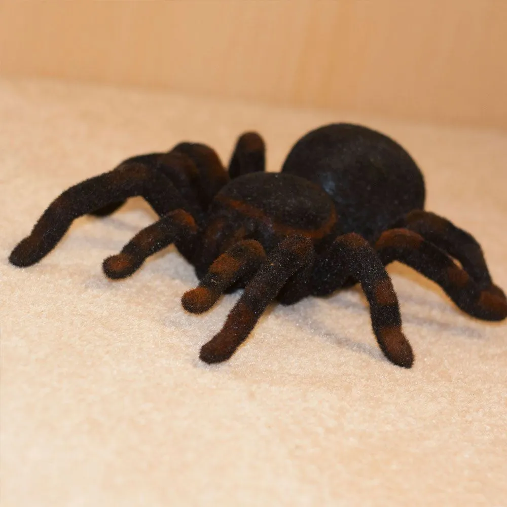 23927 tarantula feeding