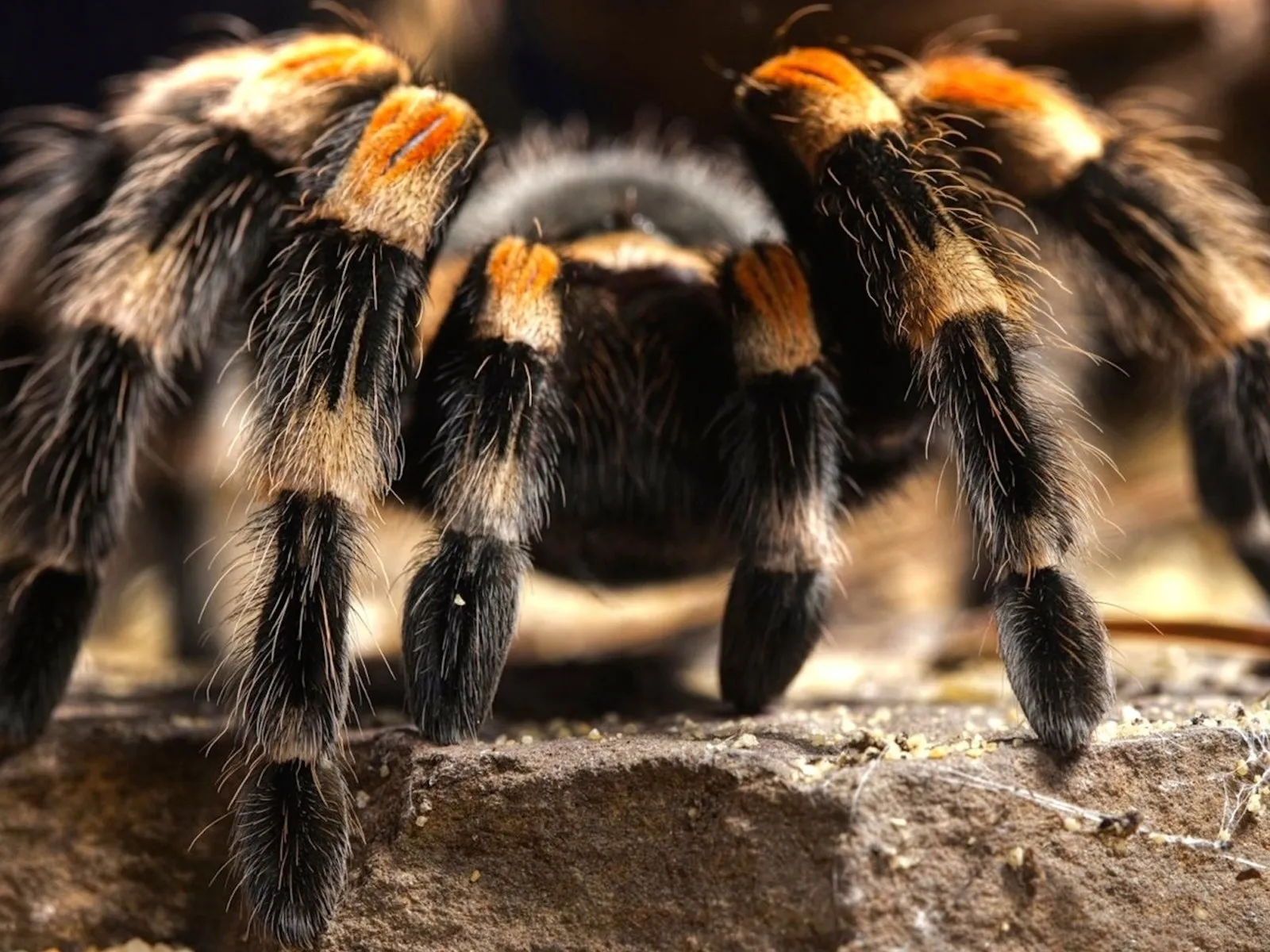 23927 tarantula habitat