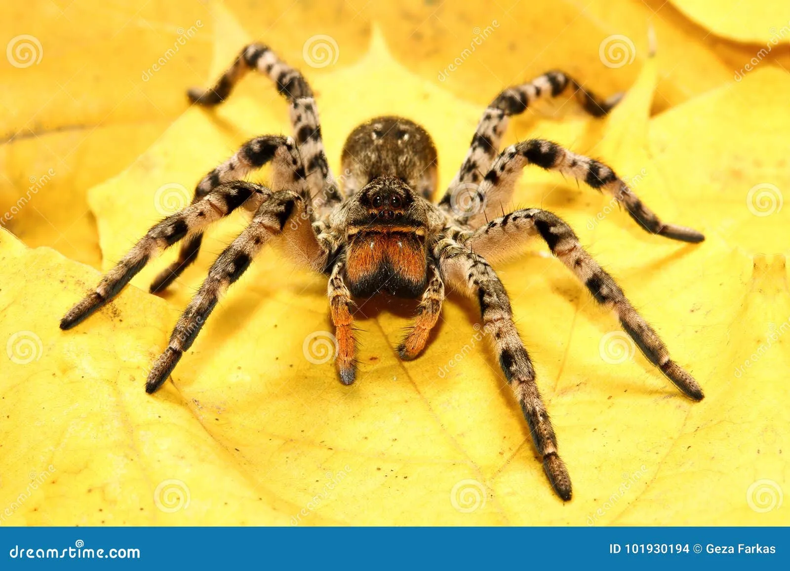 23927 tarantula mating