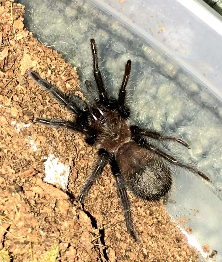 23928 verdezi tarantula 3