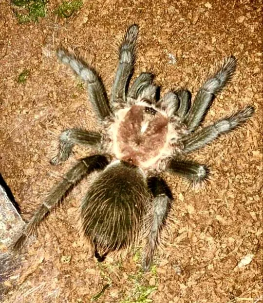 23928 verdezi tarantula 4