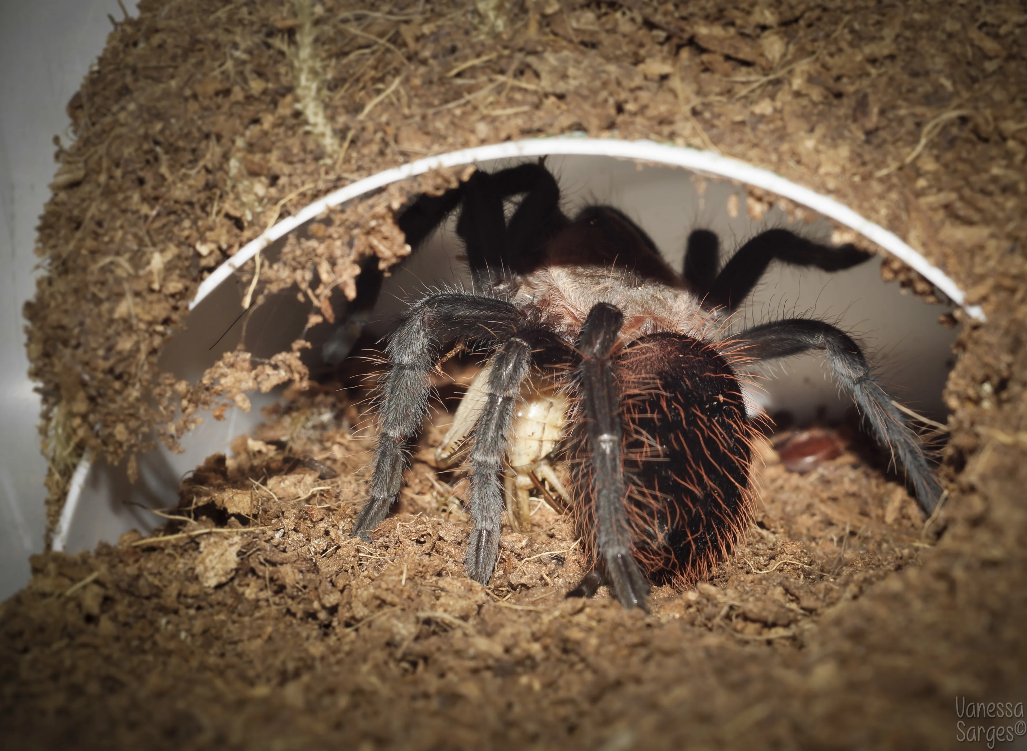23928 verdezi tarantula 5