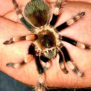 23928 verdezi tarantula 6