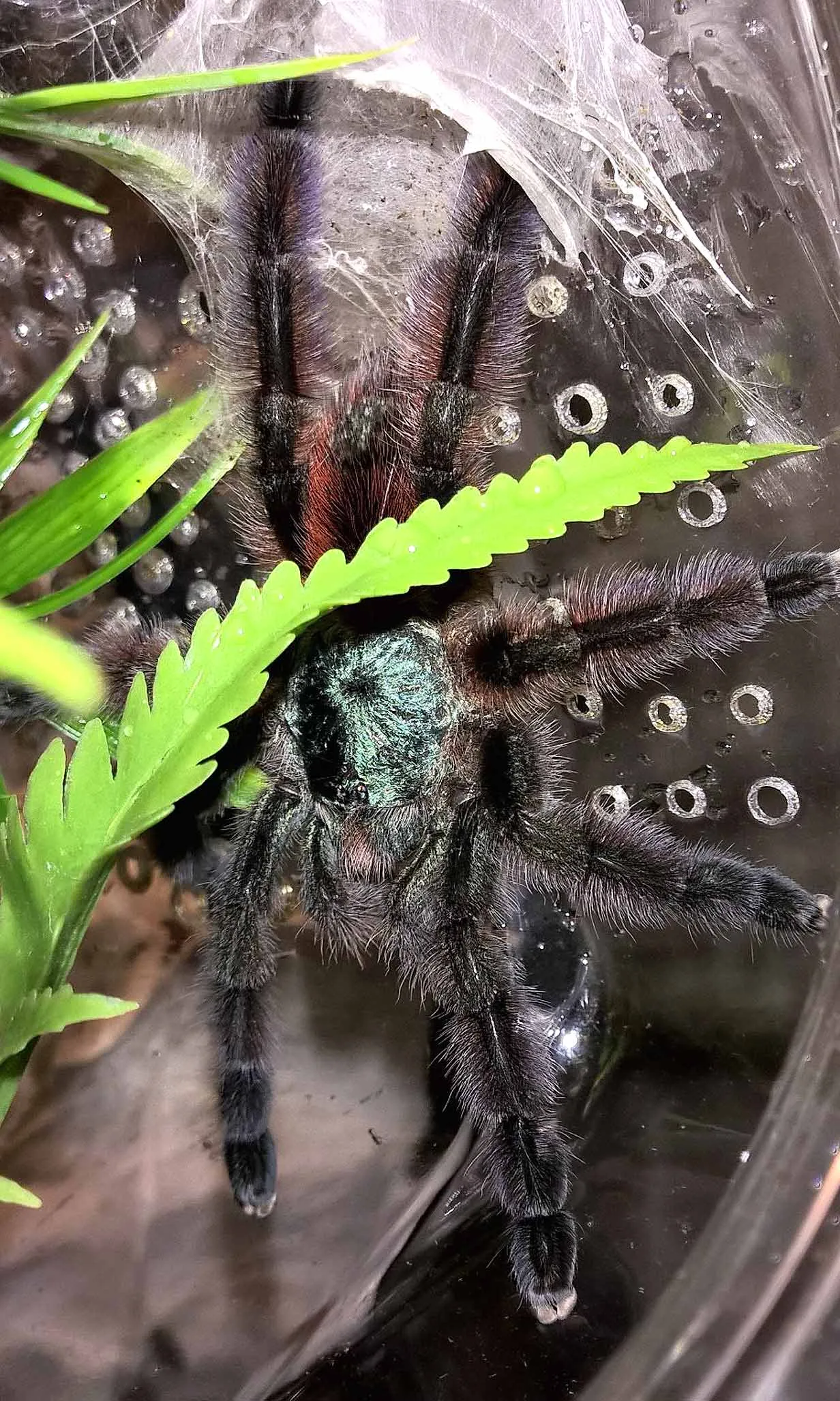 /img/23928-verdezi-tarantula-7.webp