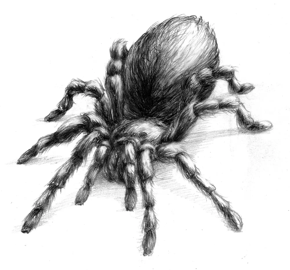 23931 tarantula anatomy drawing