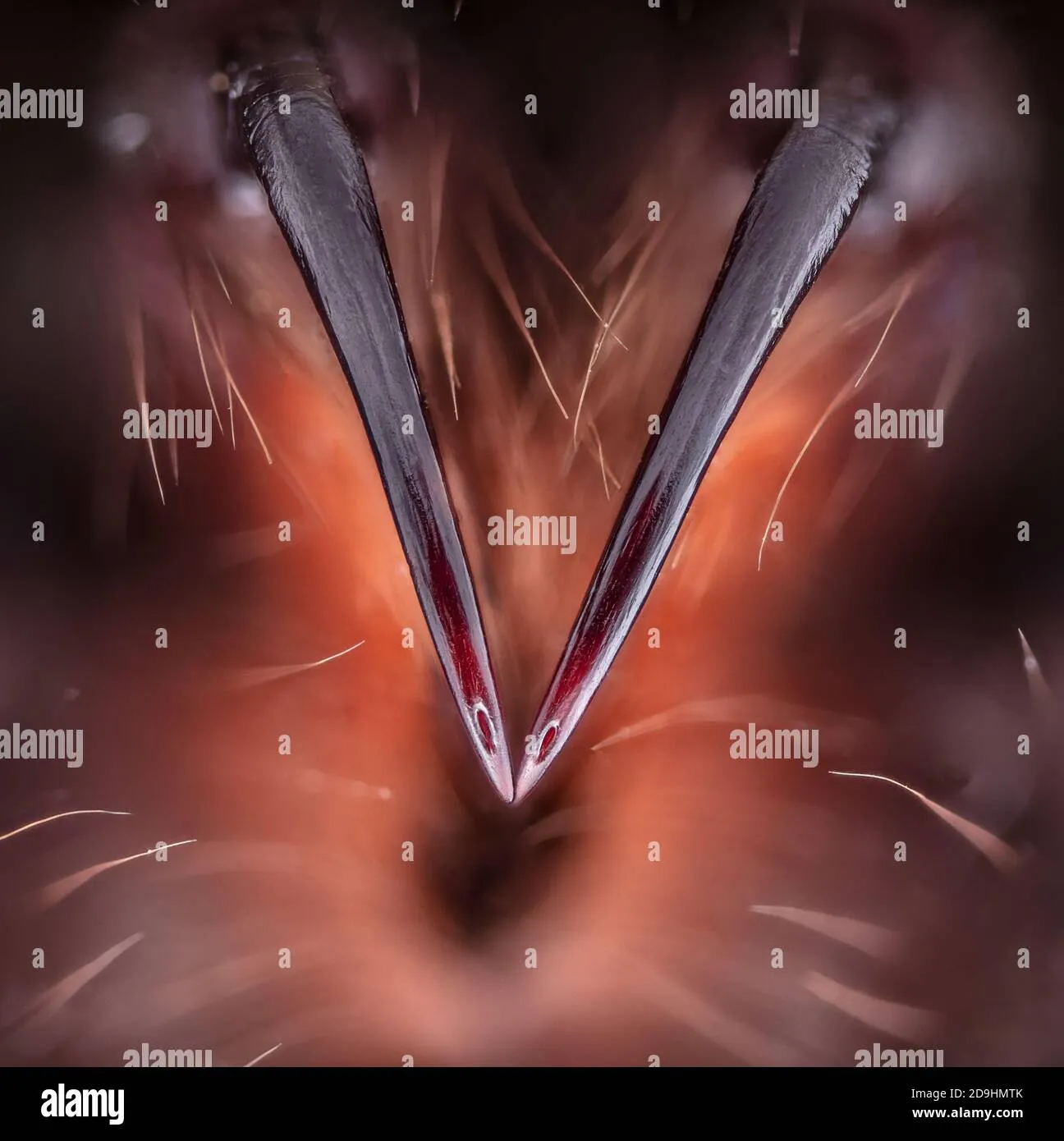 23933 tarantula book lungs anatomy