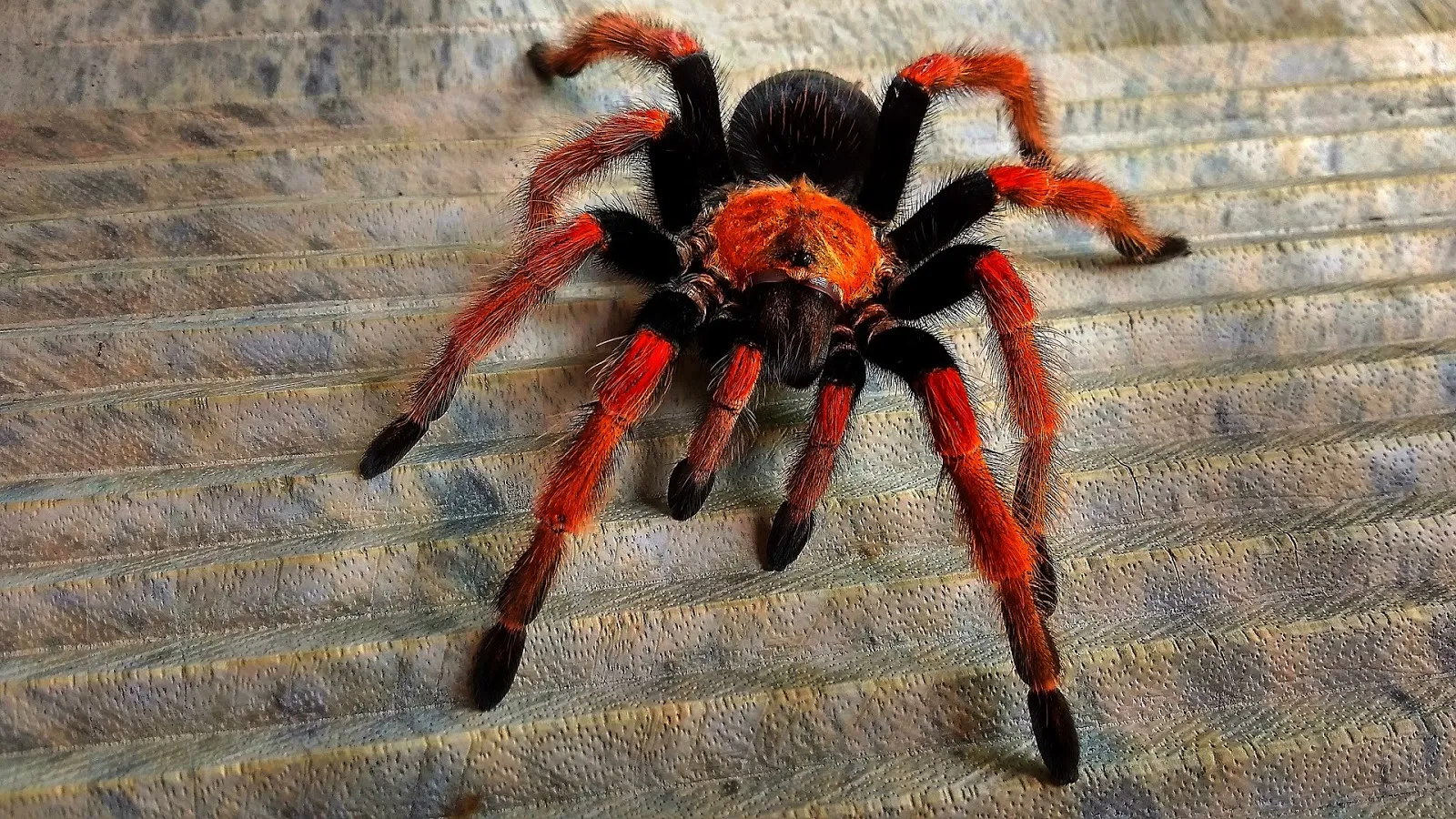 23933 tarantula ventilation
