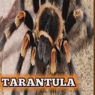/img/23933-veterinary-care-tarantula.webp