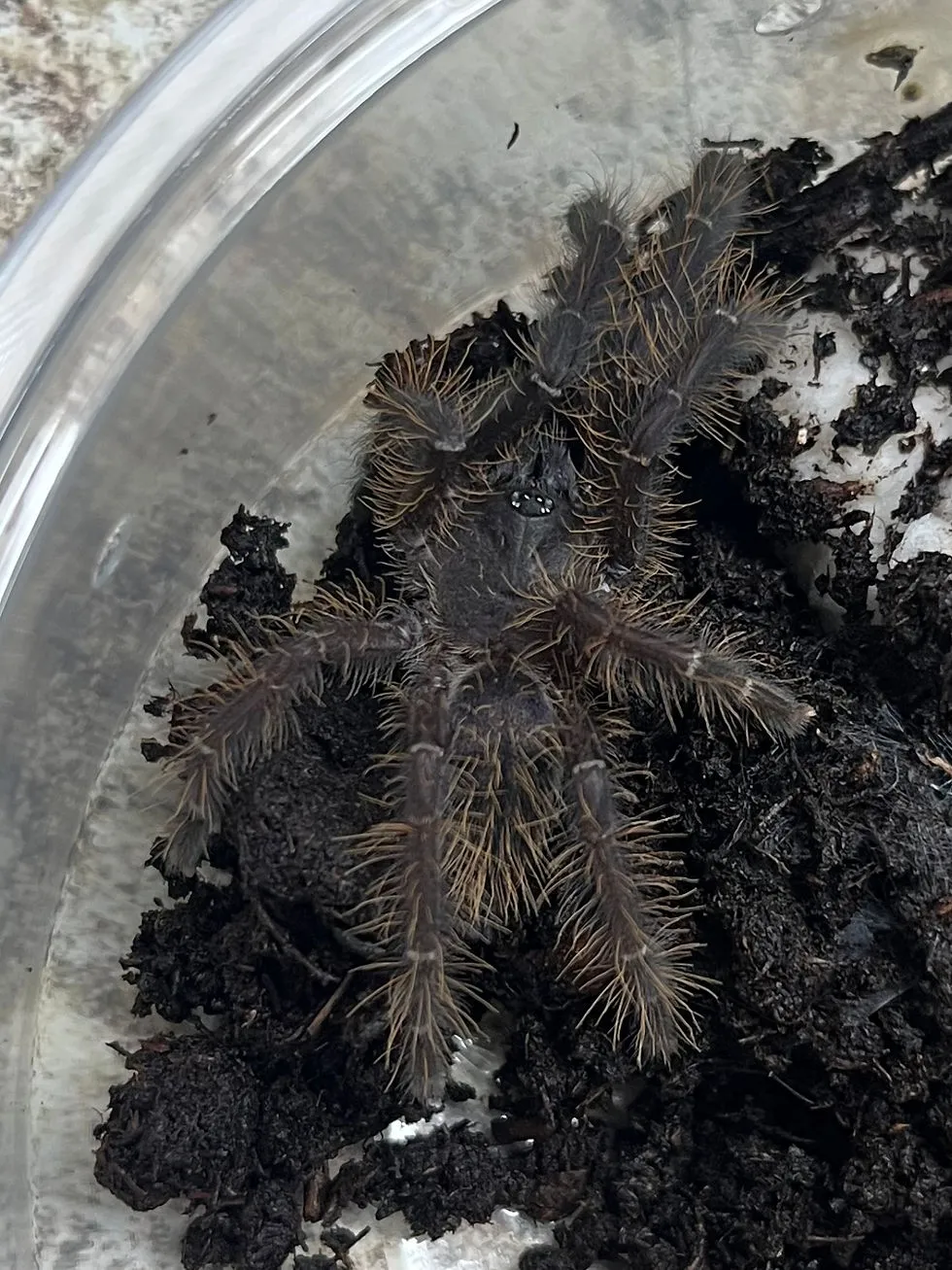 23936 singapore blue tarantula enclosure