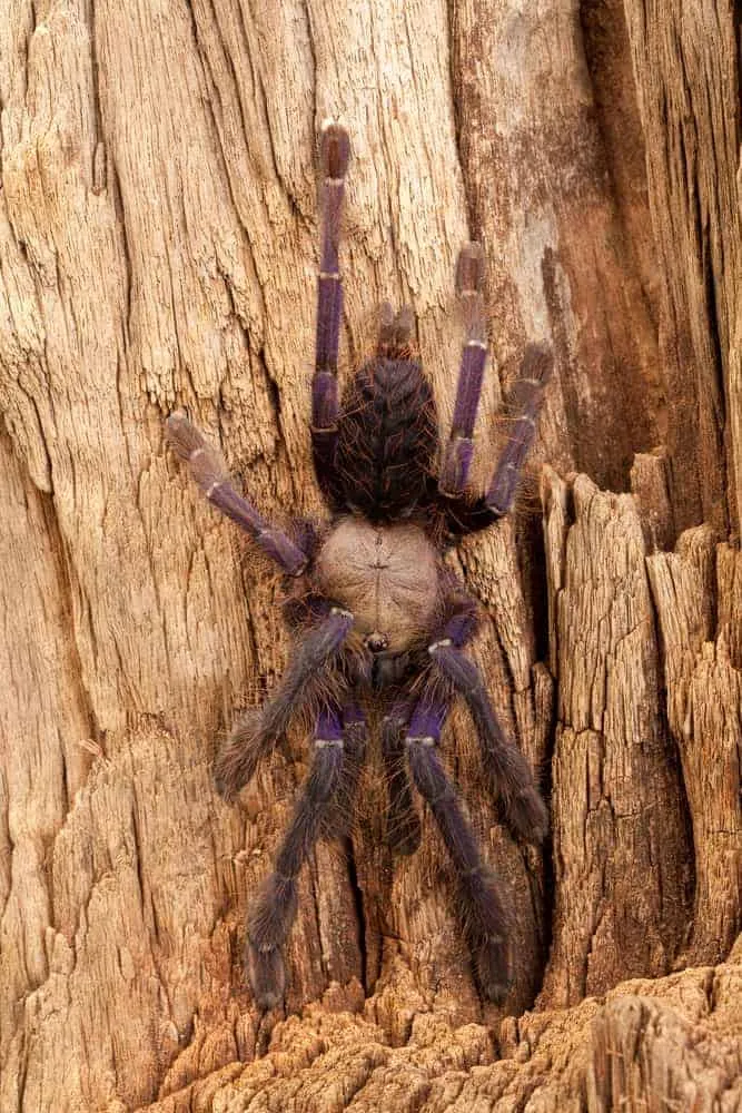 23936 singapore blue tarantula feeding
