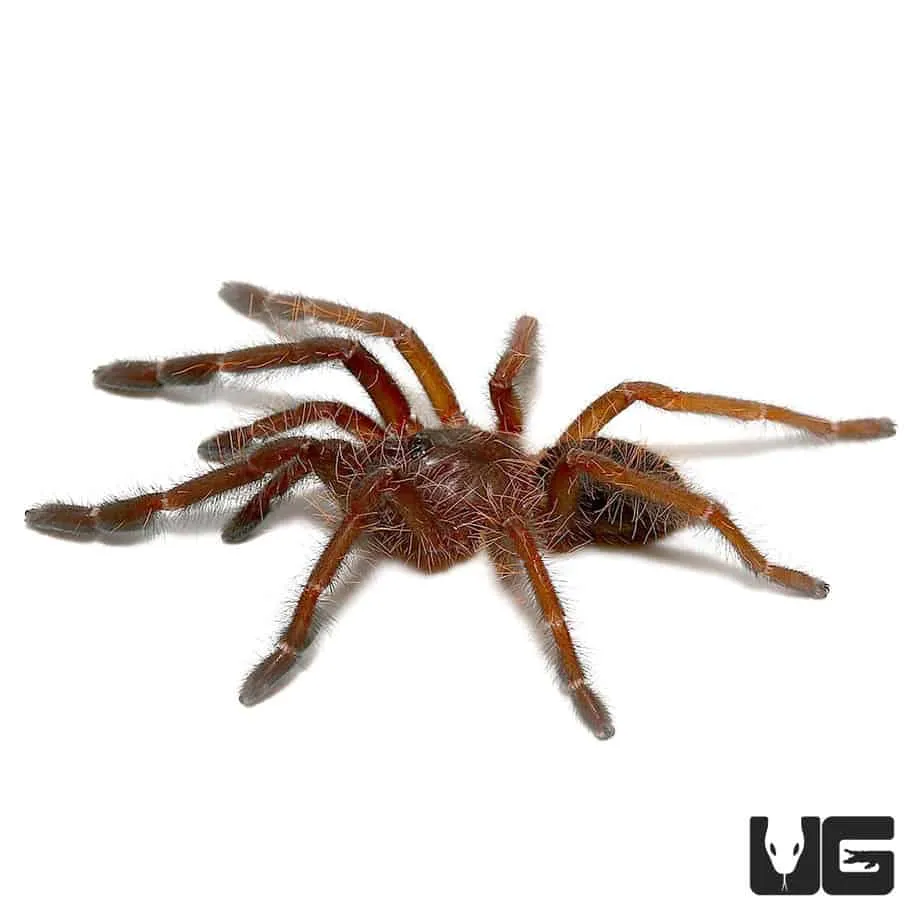 23936 singapore blue tarantula female 1
