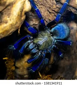 23936 singapore blue tarantula female 2