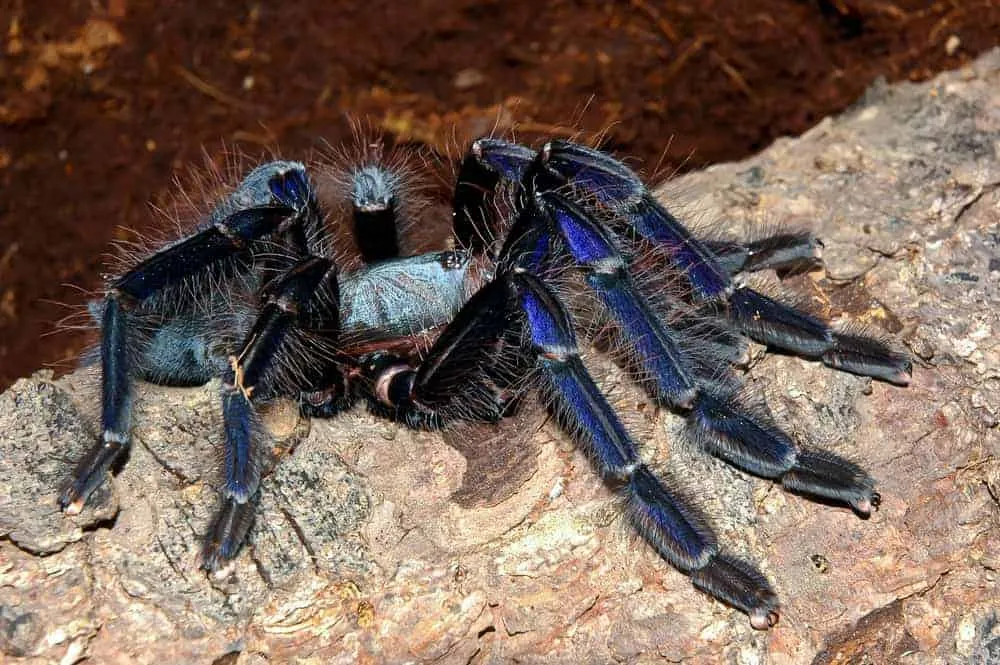 23936 singapore blue tarantula habitat