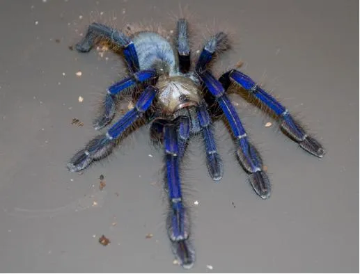/img/23936-singapore-blue-tarantula-handling.webp