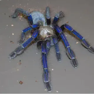 /img/23936-singapore-blue-tarantula-handling.webp