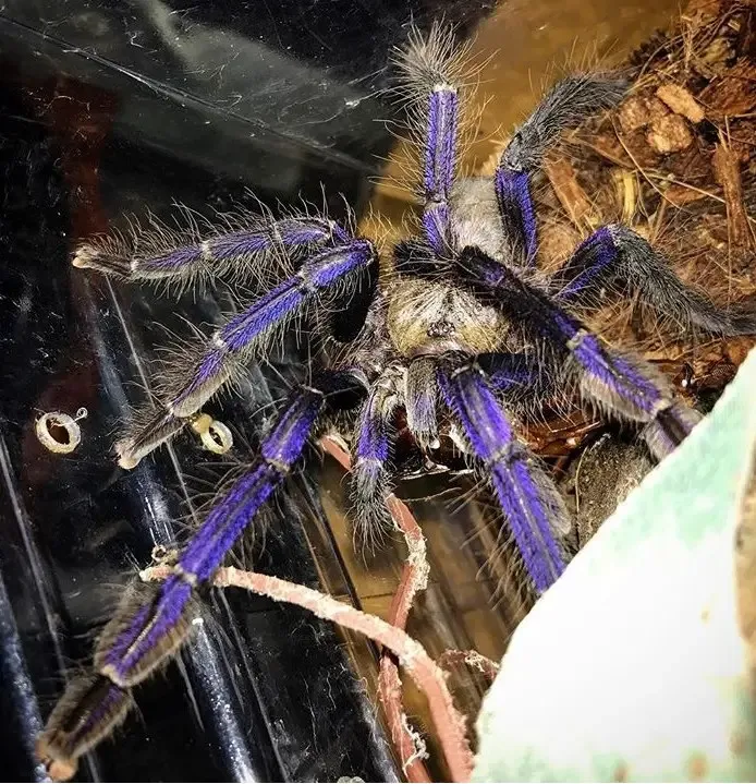 23936 singapore blue tarantula molting