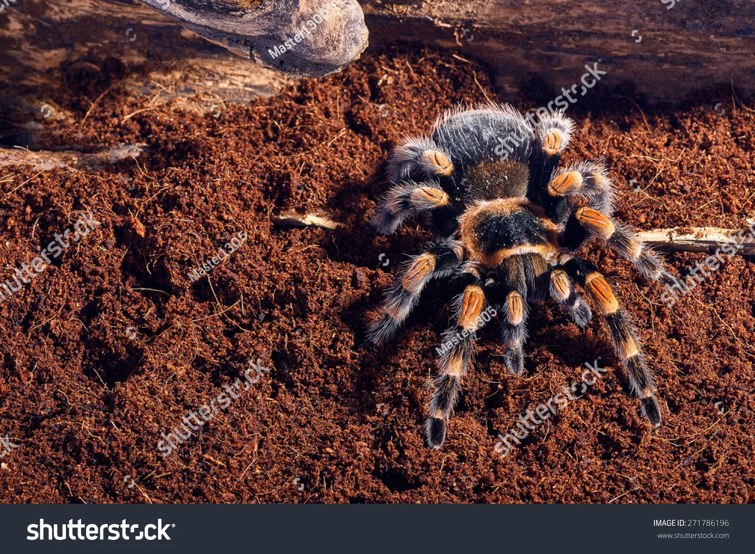 23937 mexican pink knee tarantula enclosure
