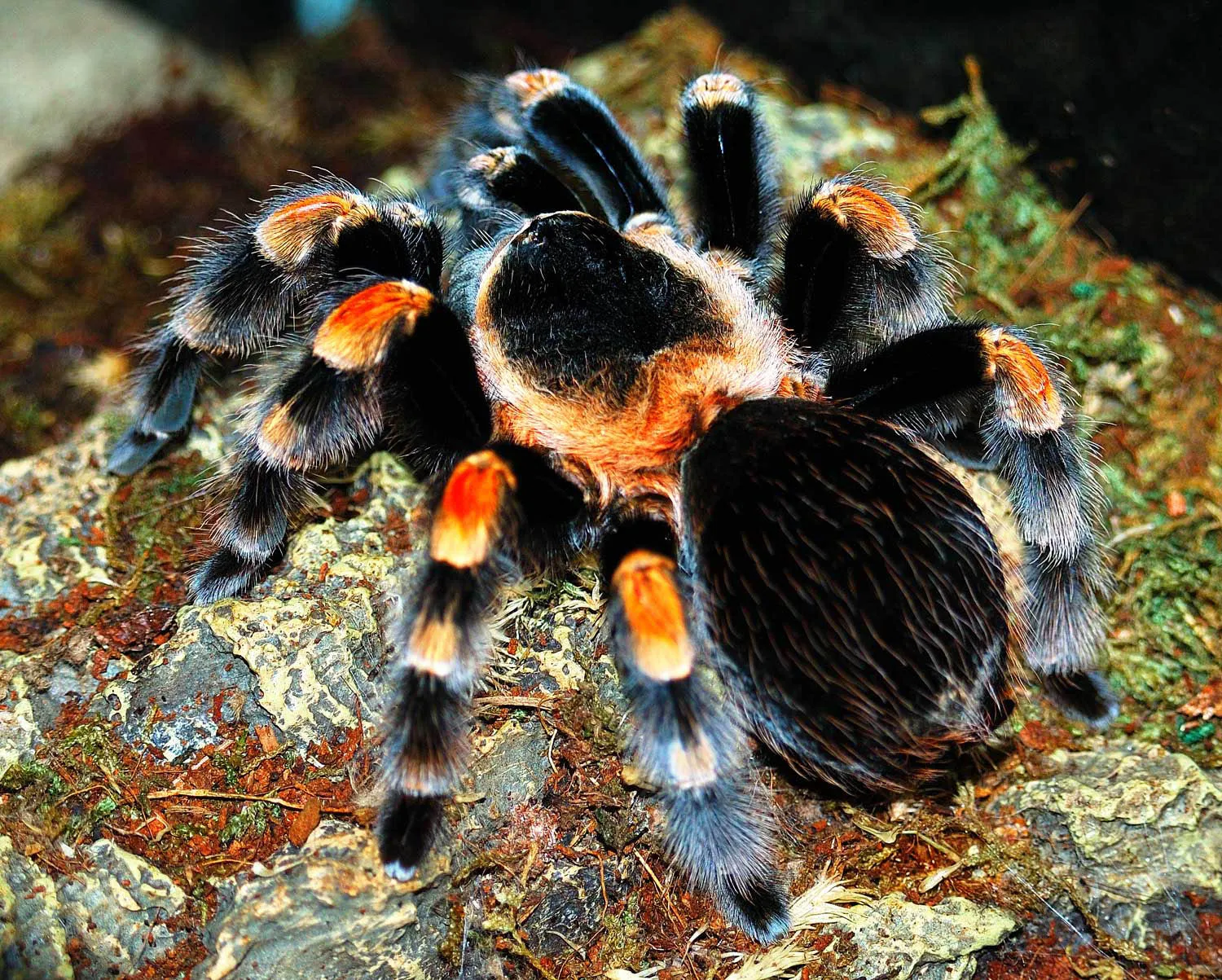 23937 mexican pink knee tarantula handling