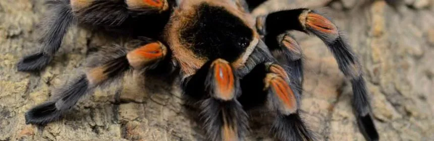 /img/23937-mexican-pink-knee-tarantula-health.webp